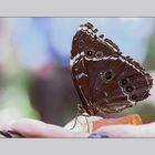 Leckerbissen für den Schmetterling (Himmelfalter/Morpho peleides)