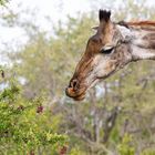 Leckerbissen für Giraffe