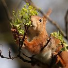 Lecker....diese frischen Blüten...