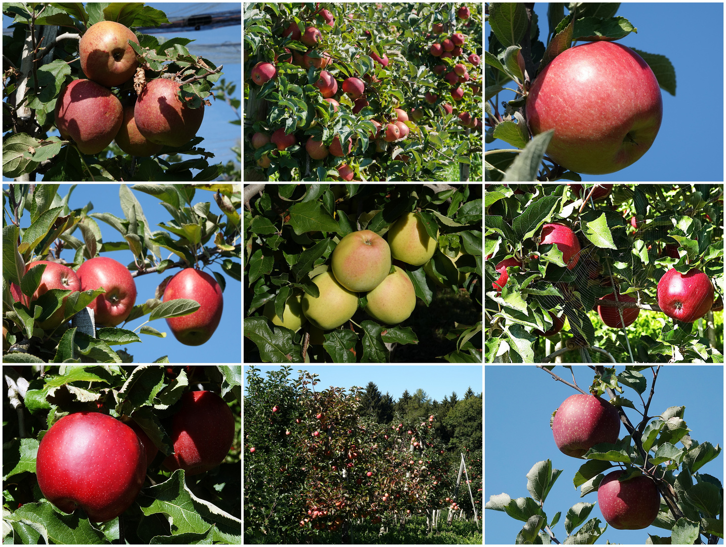 leckere Äpfel vom Bodensee