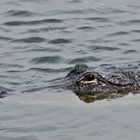 Leckere Ahinga anhinga Häppchen unter Beobachtung