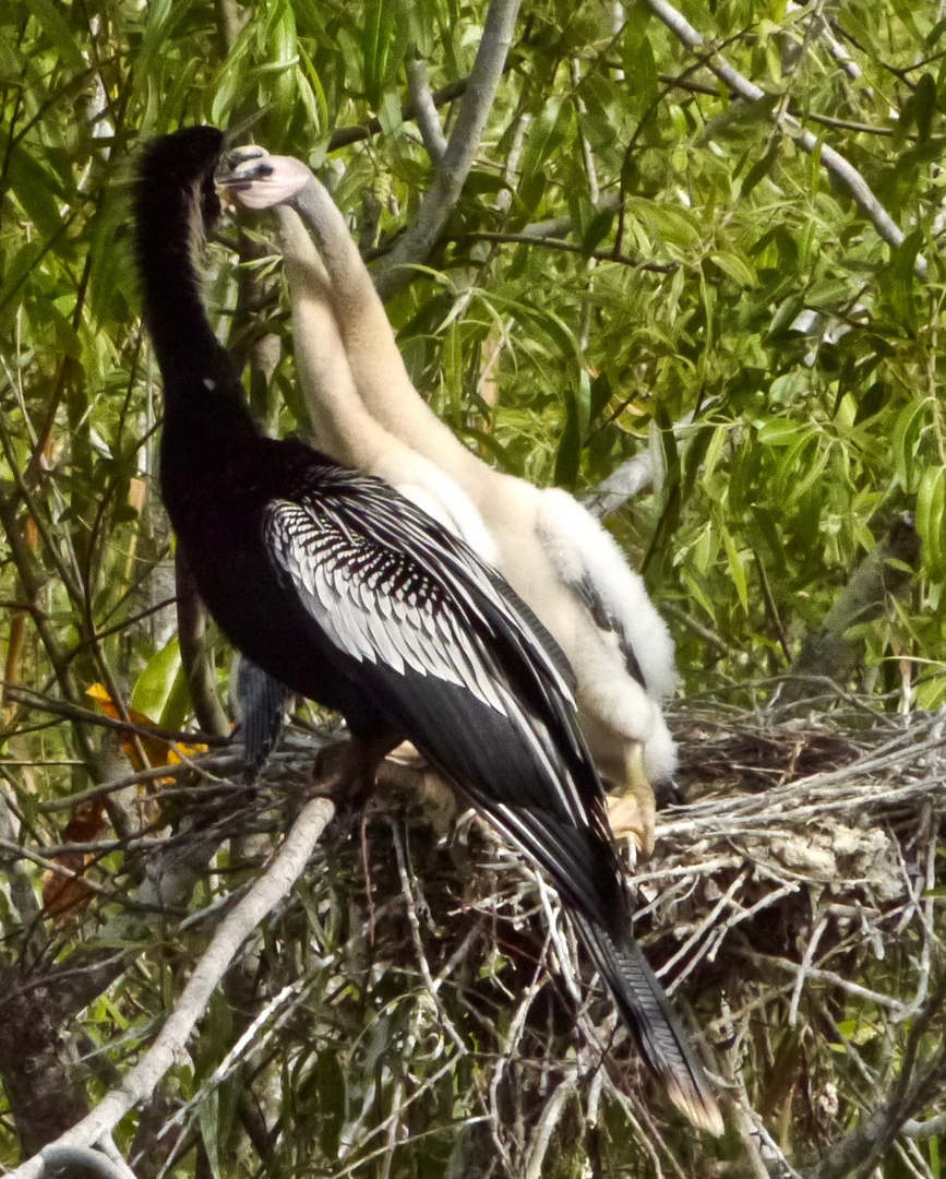 Leckere Ahinga anhinga Häppchen unter Beobachtung