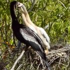 Leckere Ahinga anhinga Häppchen unter Beobachtung