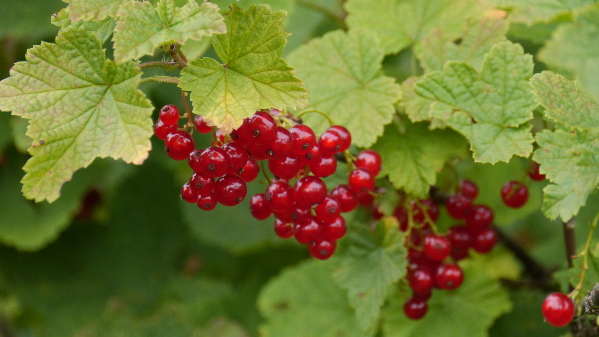 leckere Beeren