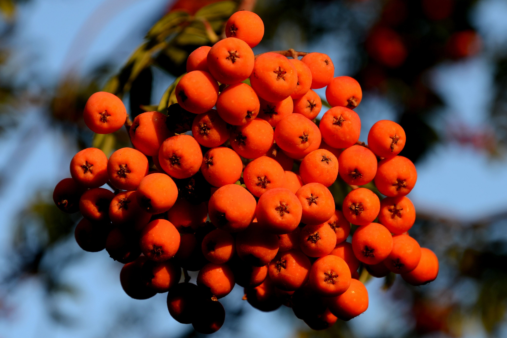 leckere Beeren