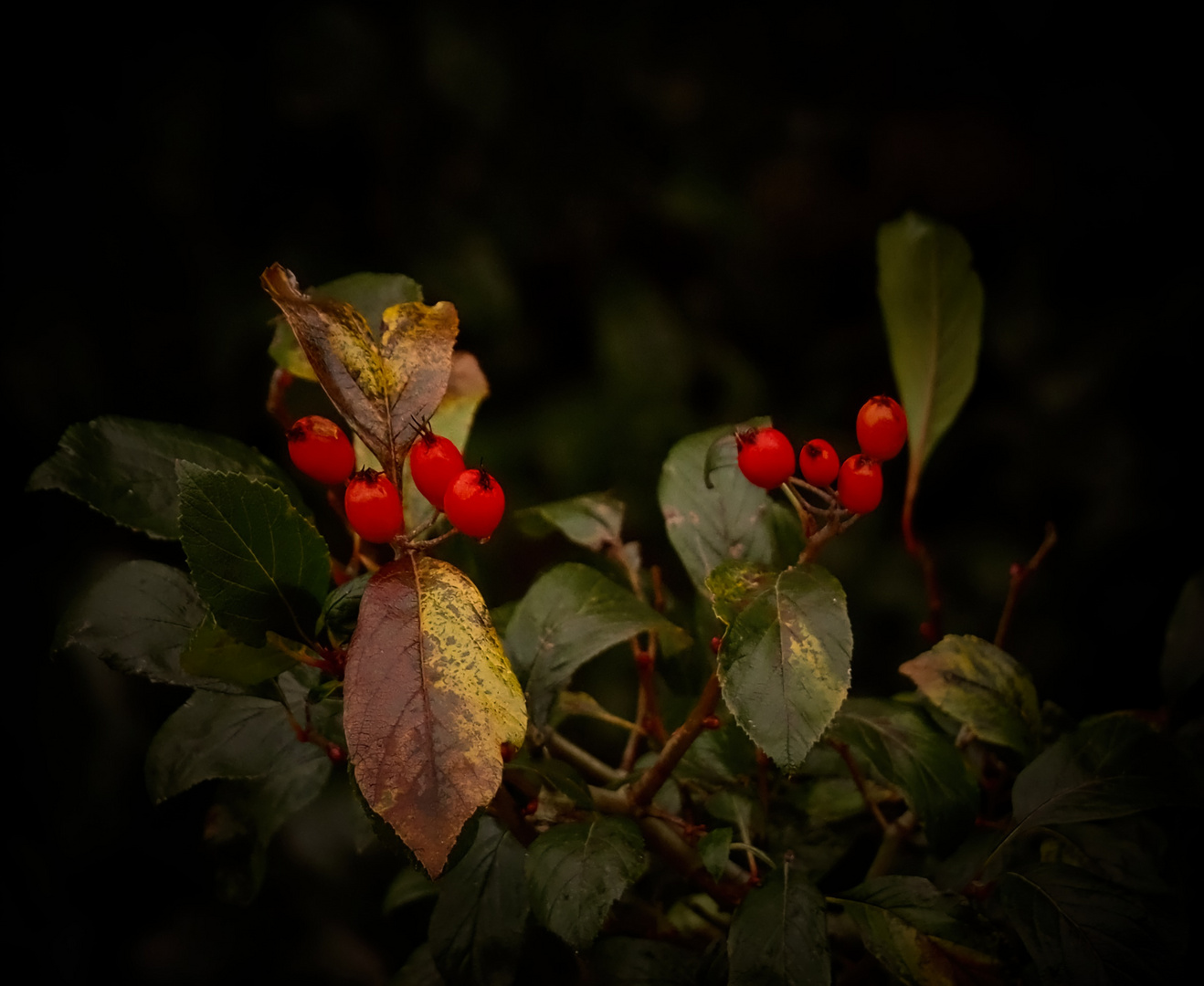 Leckere Beeren für die Vögel...