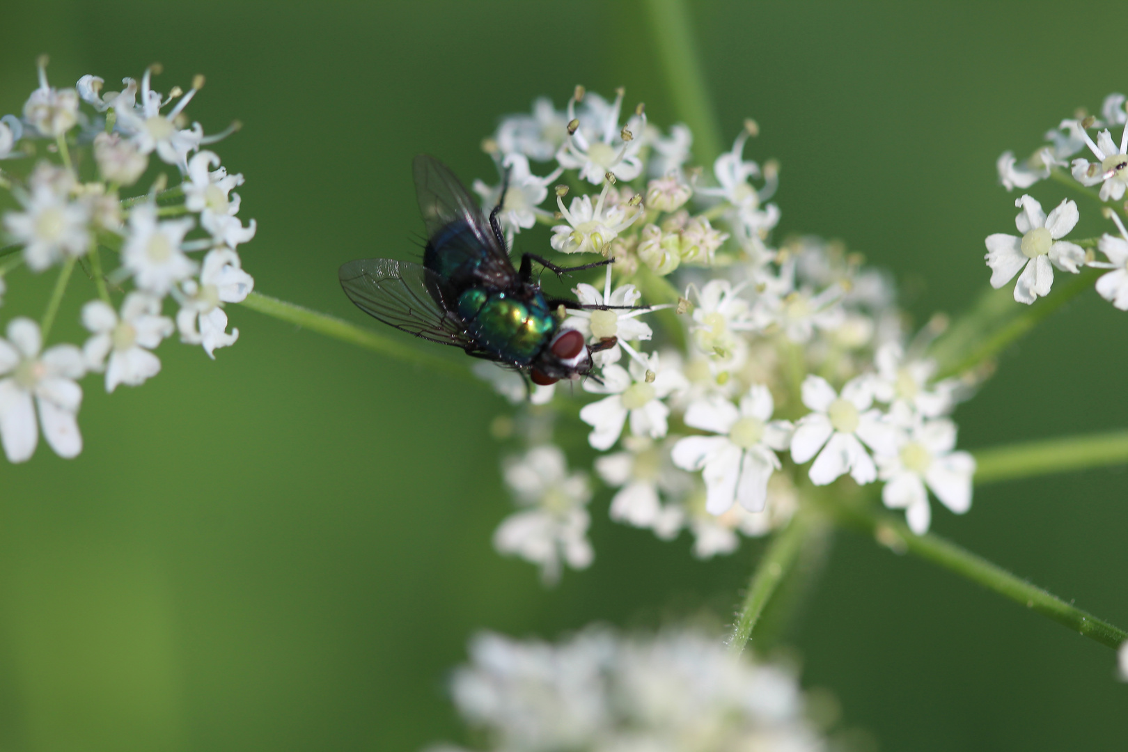 Leckere Blüte