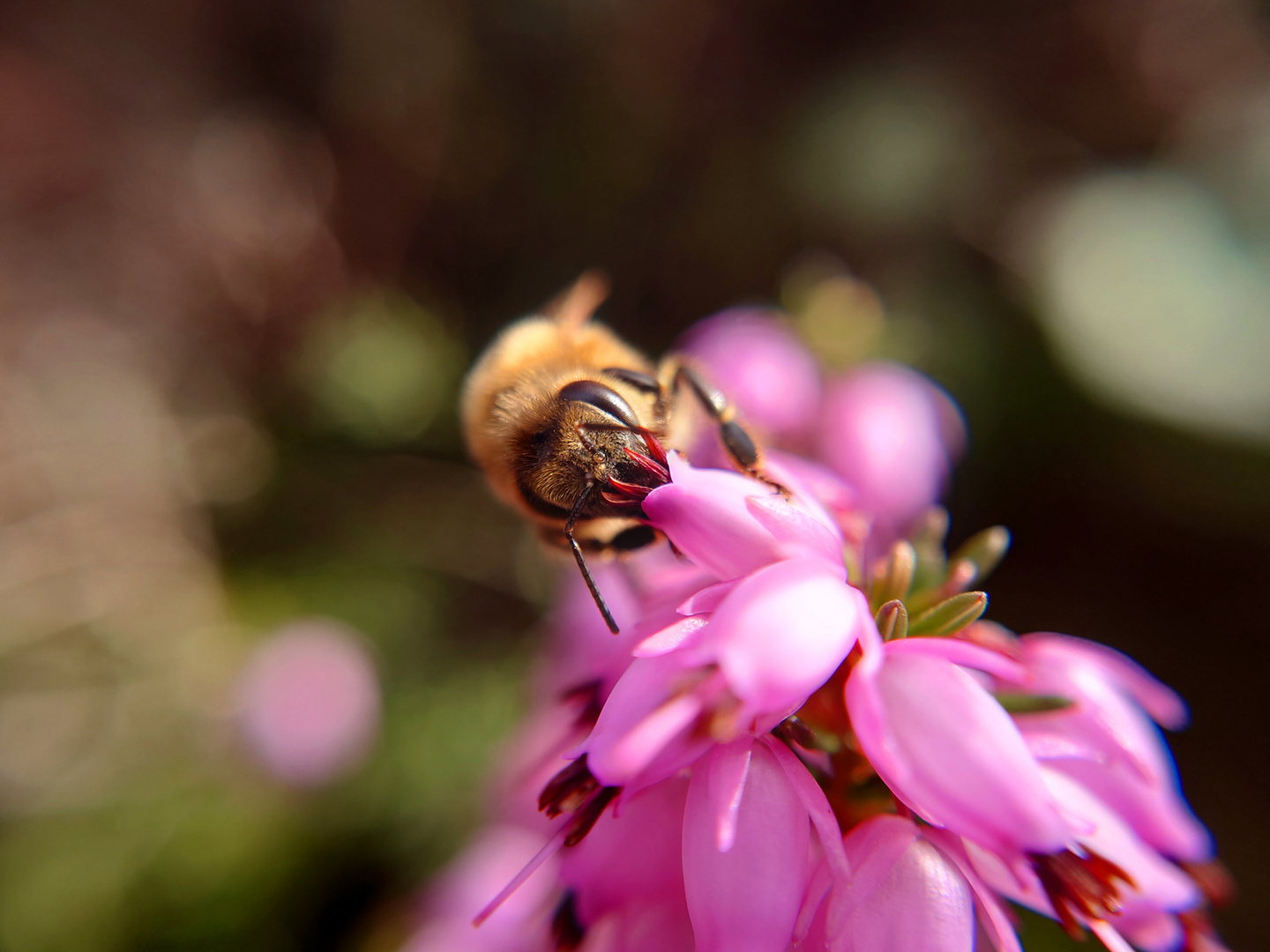 Leckere Blüten