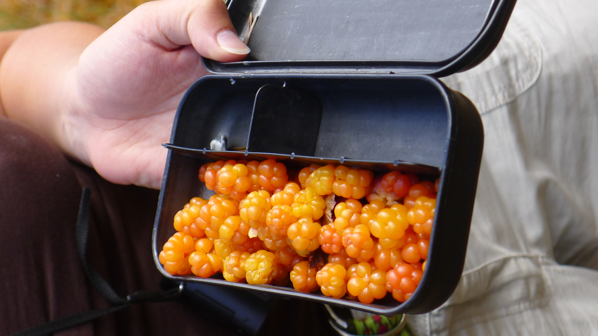 leckere Cloudberries auf dem Weg zur EInsiedlerkirche bei Inari