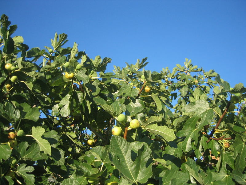 Leckere Feigen frisch vom Baum