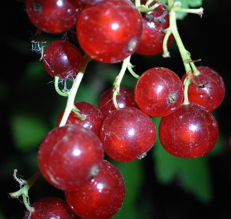 Leckere frische Johannisbeeren