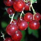 Leckere frische Johannisbeeren