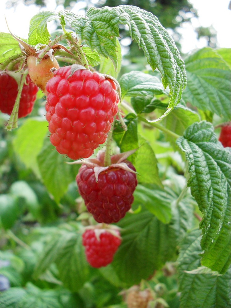 Leckere Himbeeren