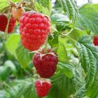 Leckere Himbeeren