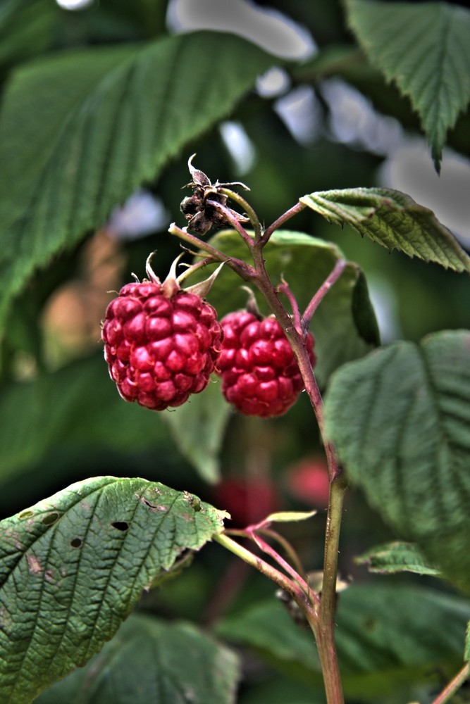 Leckere Himbeeren aus dem Garten