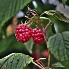 Leckere Himbeeren aus dem Garten