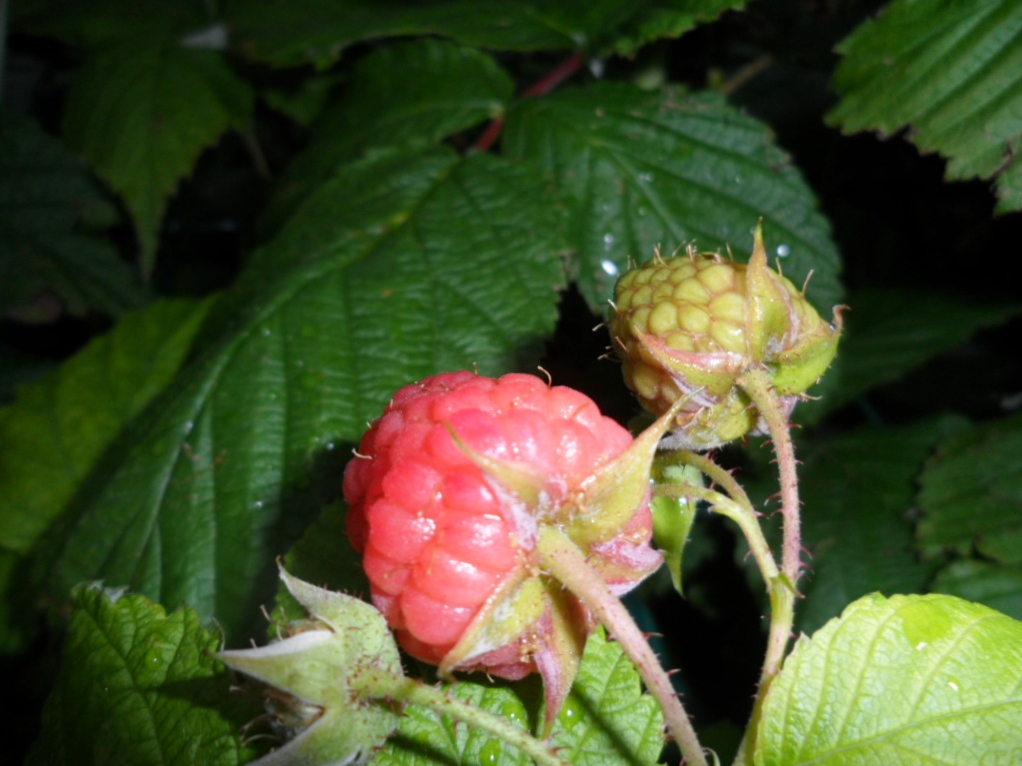 leckere himbeeren