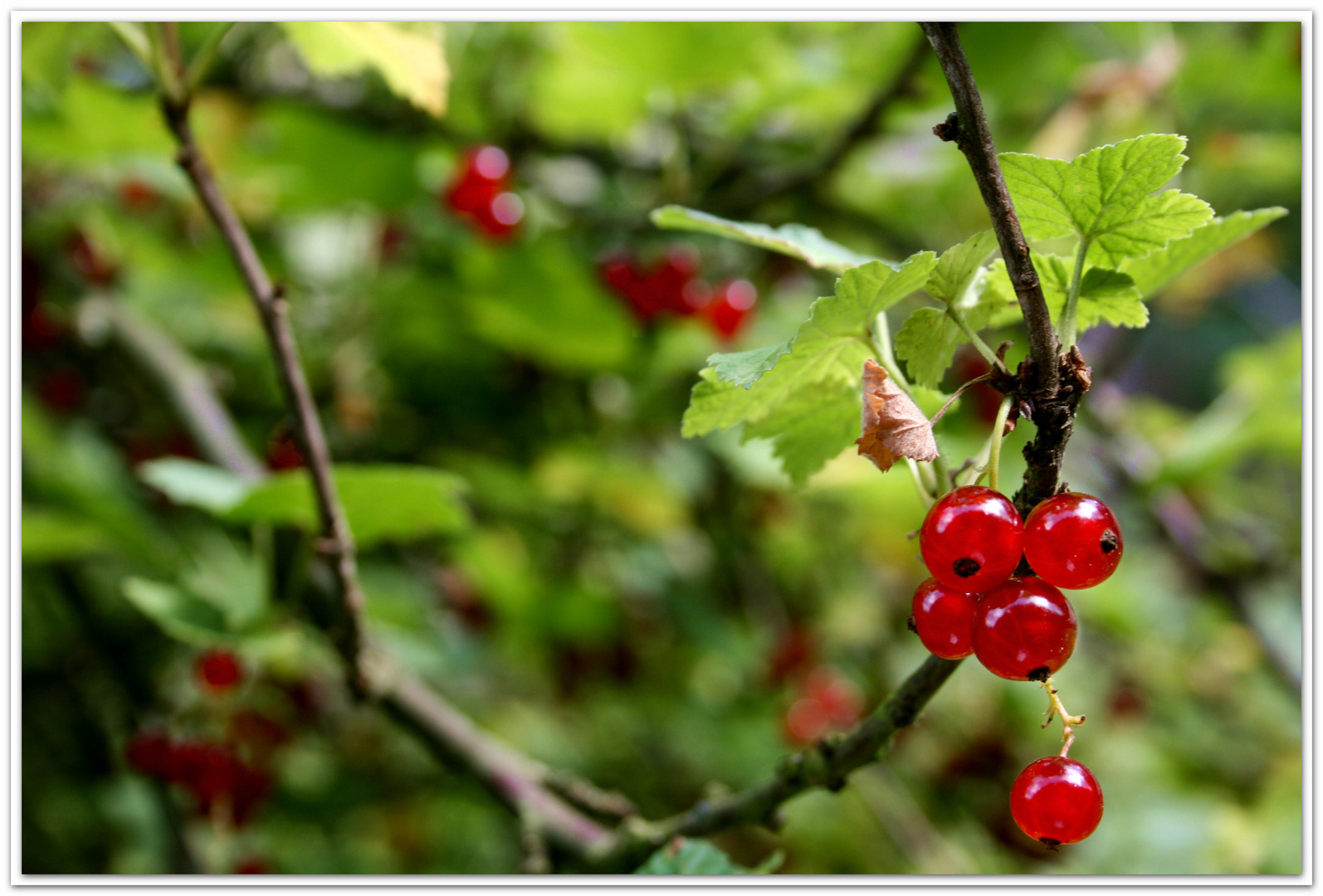 leckere Johannisbeeren...