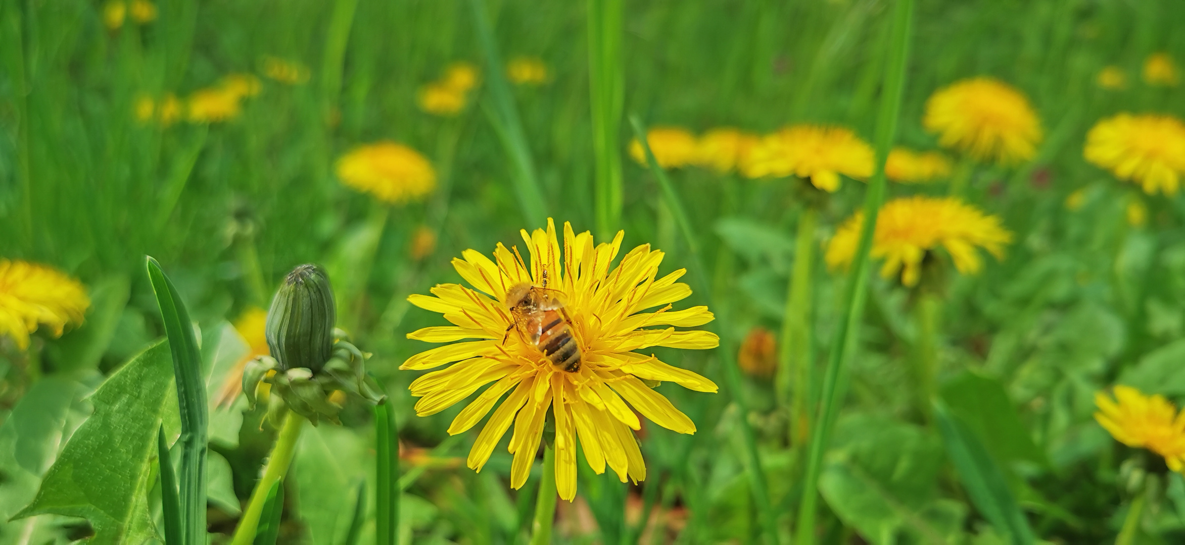 Leckere Löwenzahnblüten