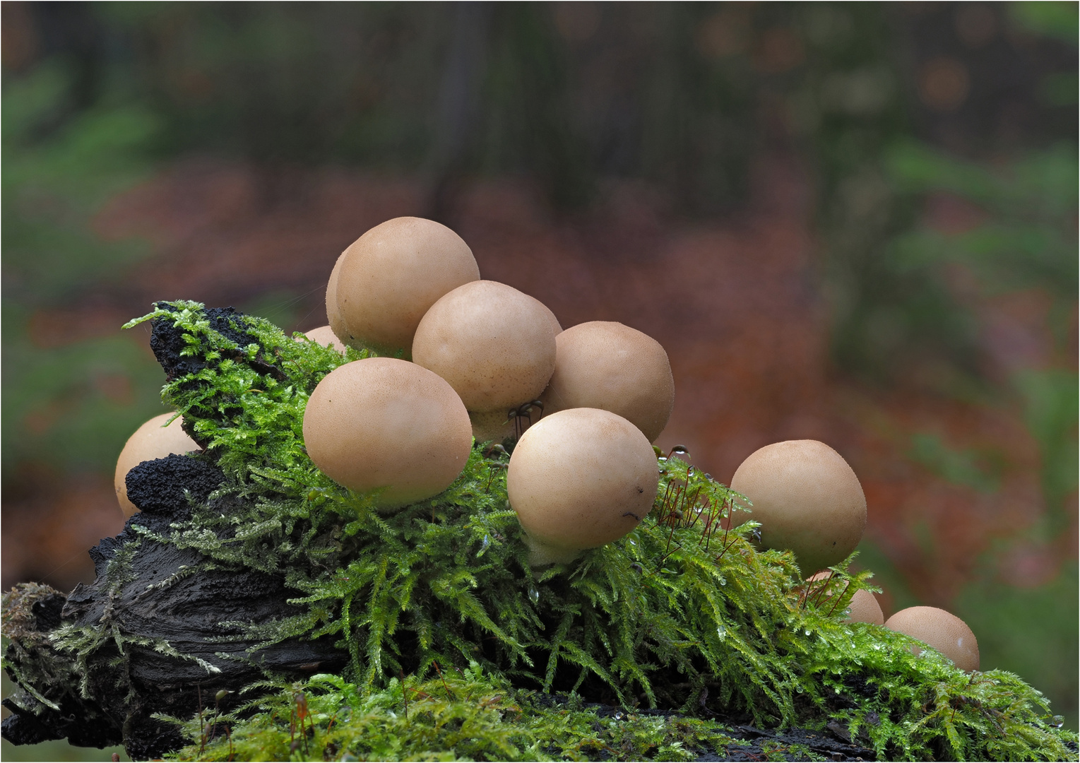 Leckere Marzipankartoffeln...... Foto &amp; Bild | wald, makro, natur ...