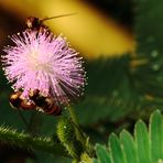 Leckere Mimose