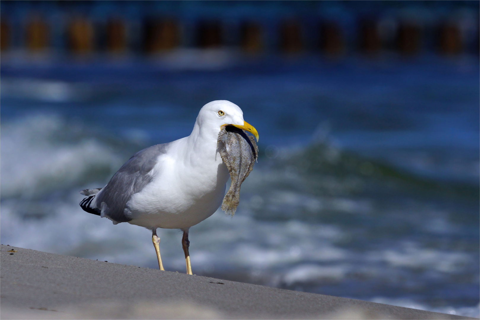 Leckere Ostseescholle.... für die Möwe