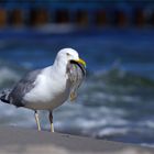 Leckere Ostseescholle.... für die Möwe