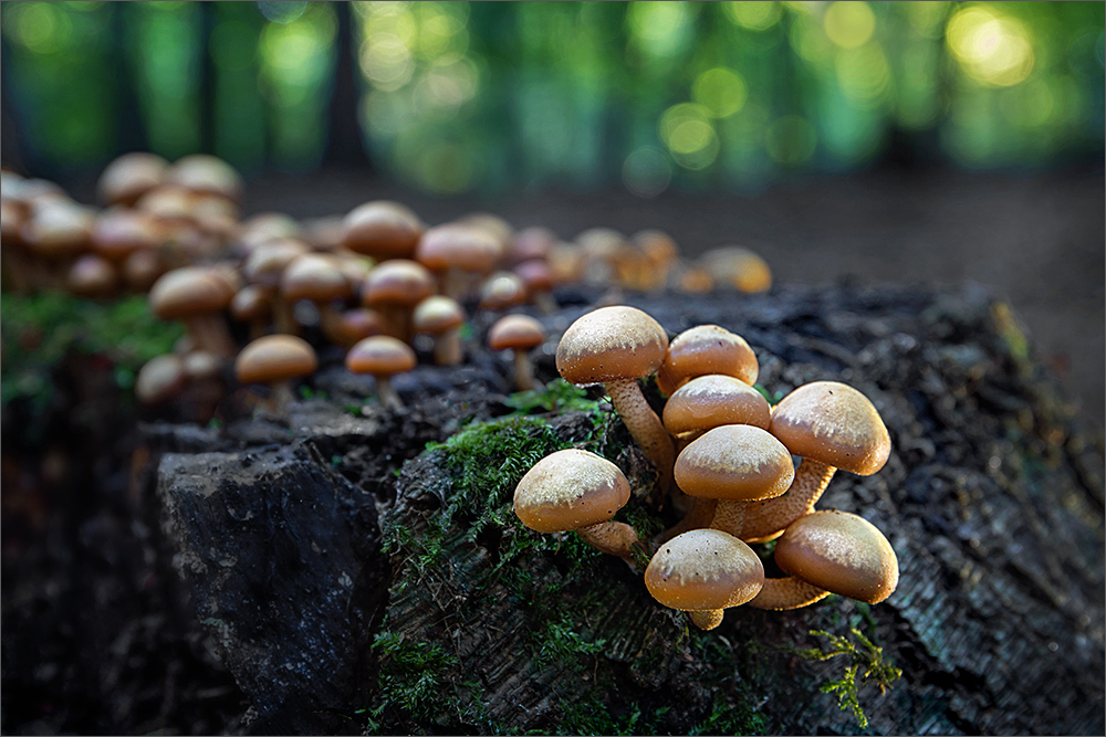 leckere Stockschwämmchen