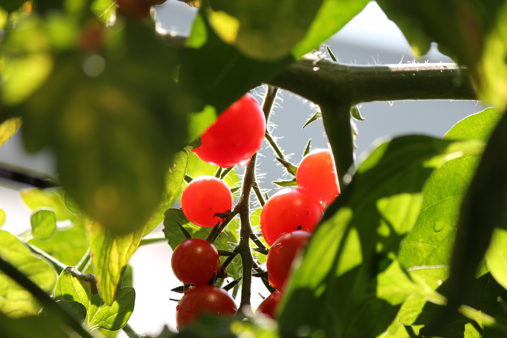 Leckere Tomaten