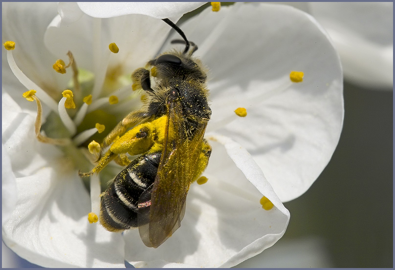 Leckere Weichselblüte