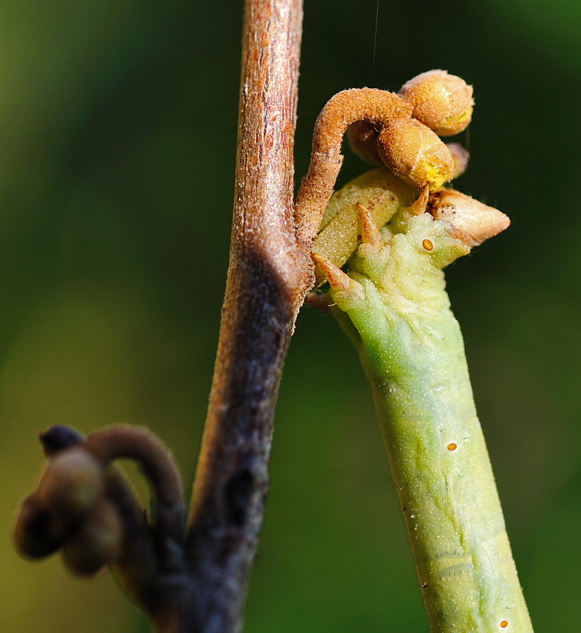 Leckere Zaubernussknospen