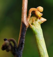 Leckere Zaubernussknospen