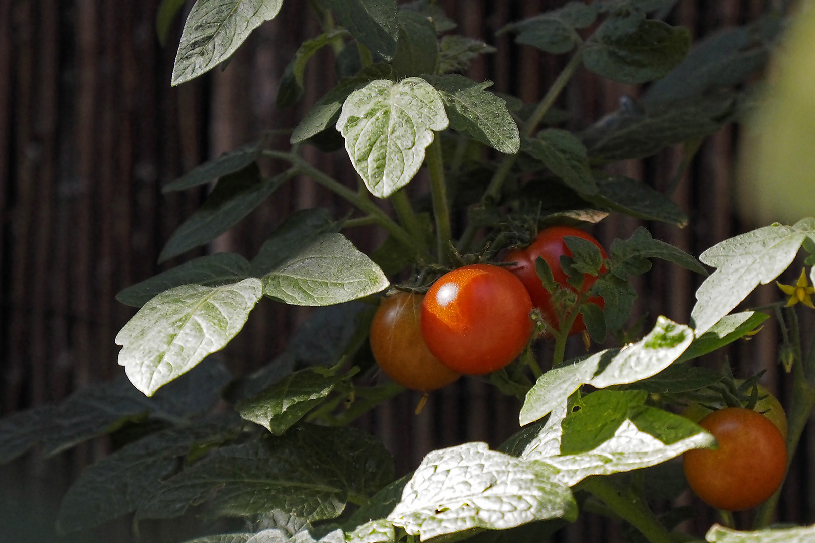 Leckere Zwergtomaten (Red Balconi) auf der Terrasse