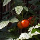 Leckere Zwergtomaten (Red Balconi) auf der Terrasse