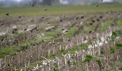 Leckereien bevor der Pflug kommt