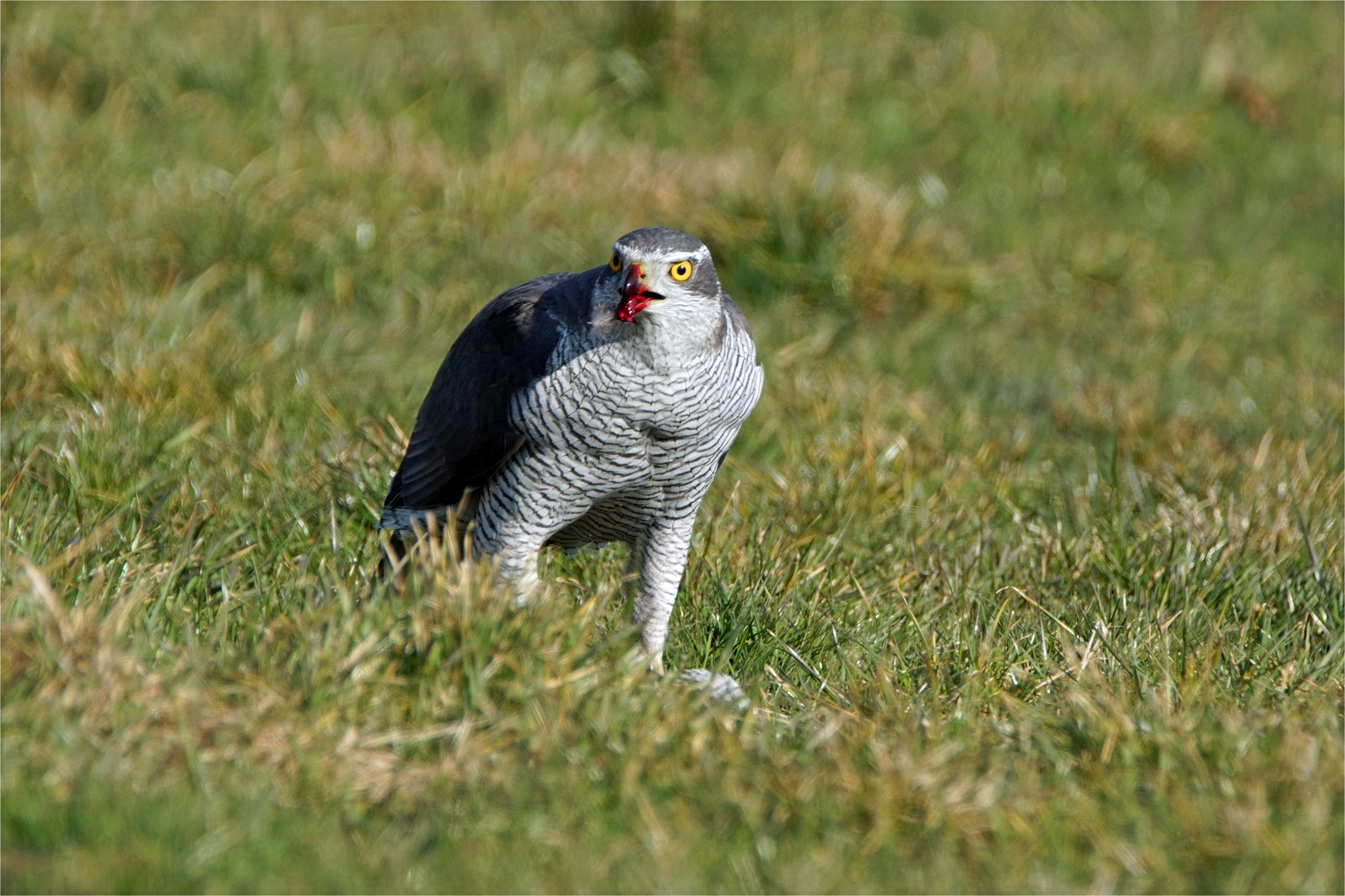 Leckerer Happen - Habicht   (Accipiter gentilis) mit erbeuteter Taube