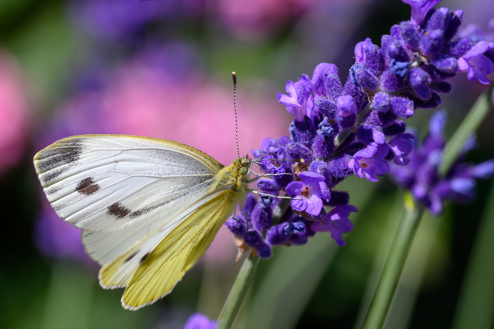 Leckerer Lavendel