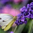 Leckerer Lavendel