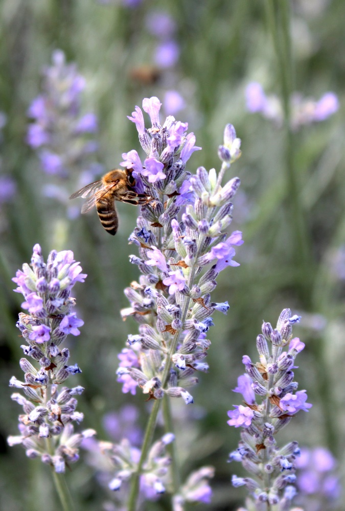 Leckerer Lavendel 2