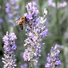 Leckerer Lavendel 2