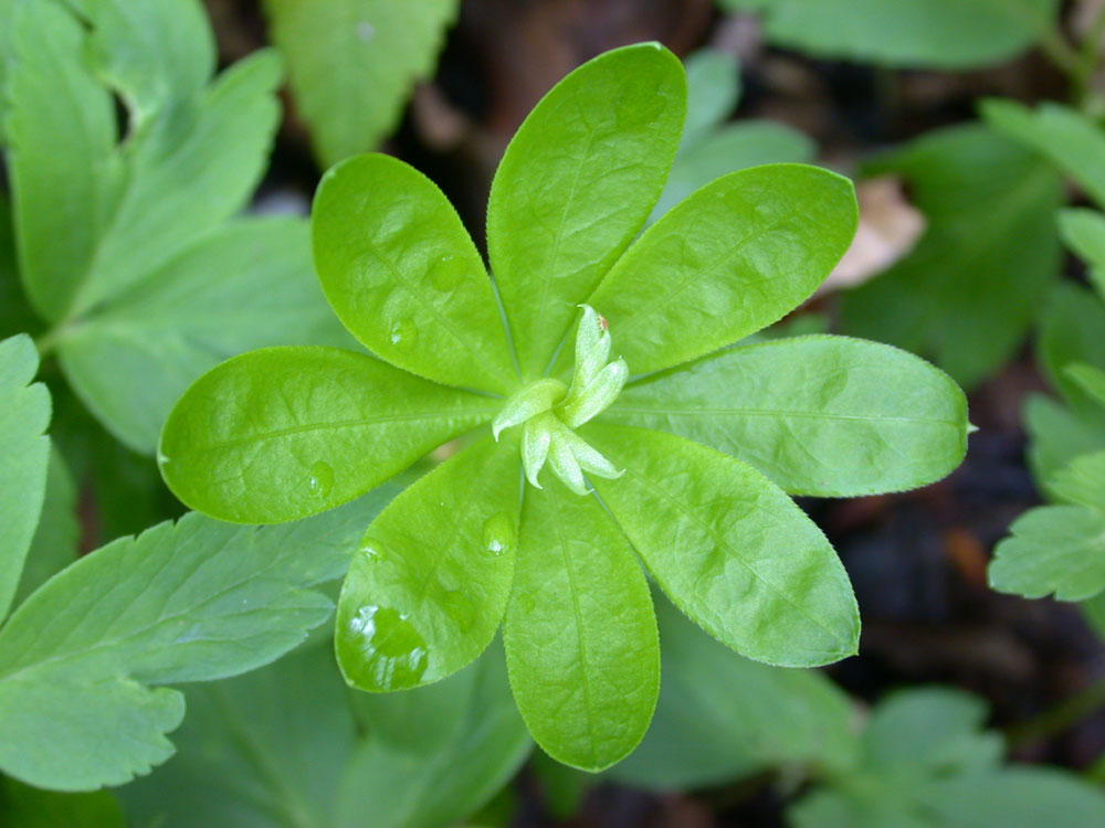 Leckerer Waldmeister