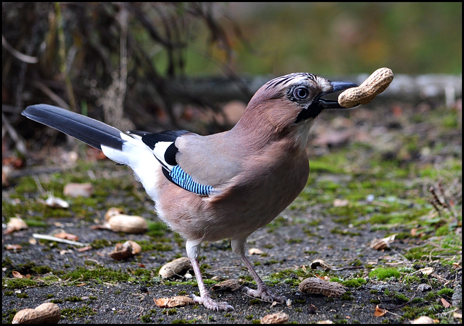 Lecker...Erdnüsse !!!