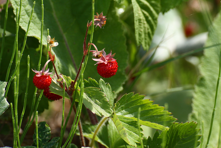 Leckeres aus der Natur