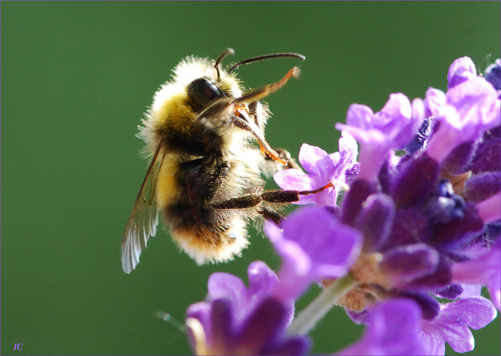 Leckeres Lavendel