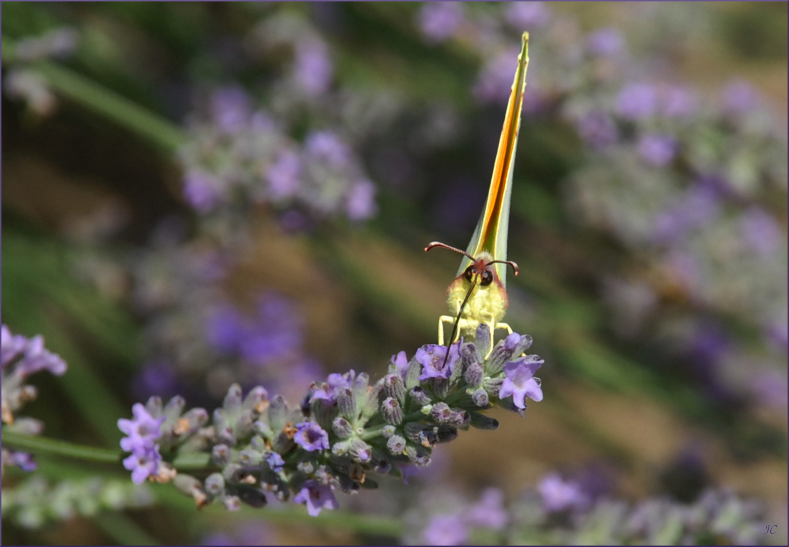 Leckeres Lavendel