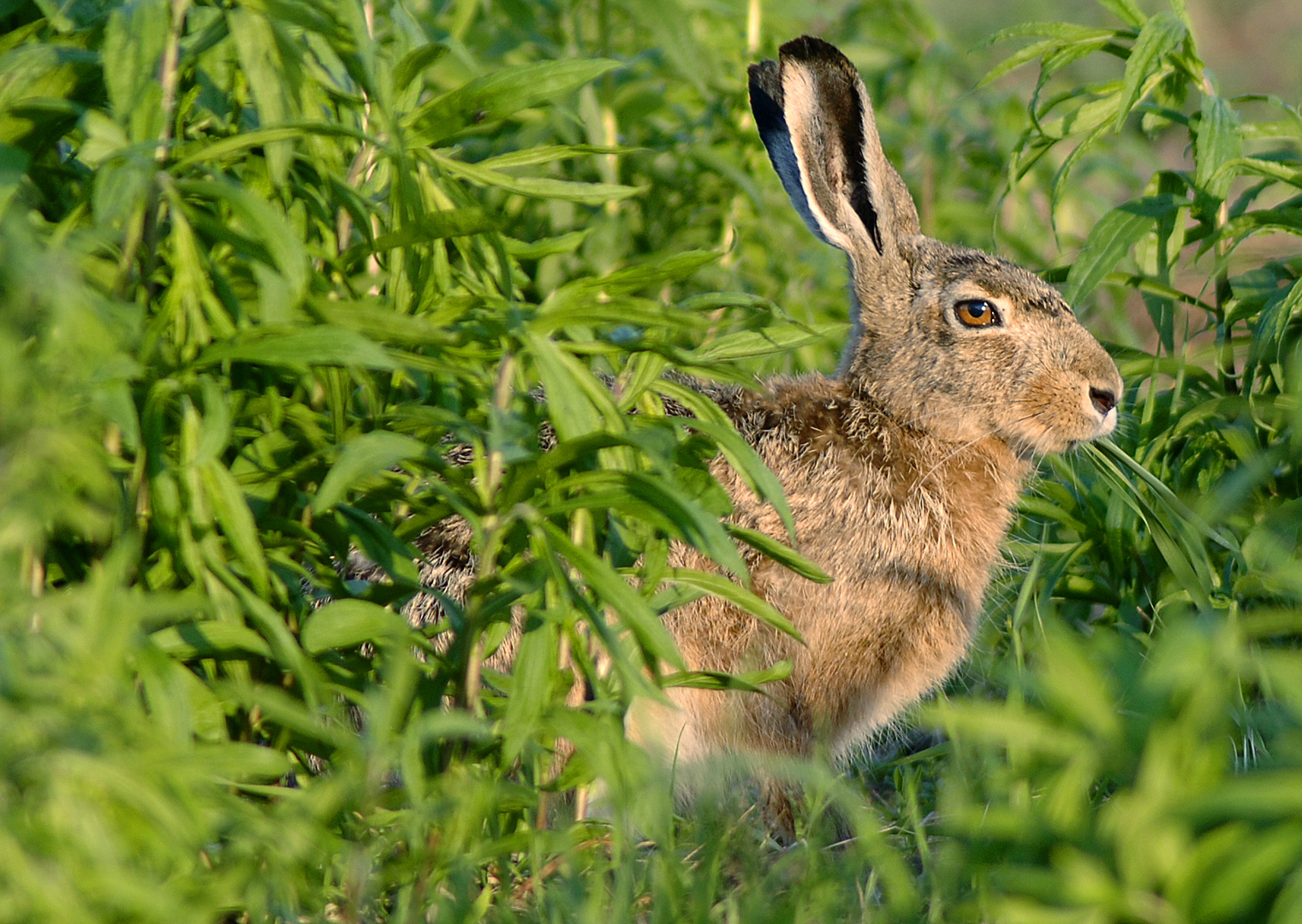 Leckeres, saftiges Grün zum Abendessen