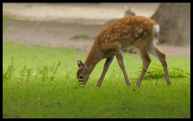 lecker,Grass