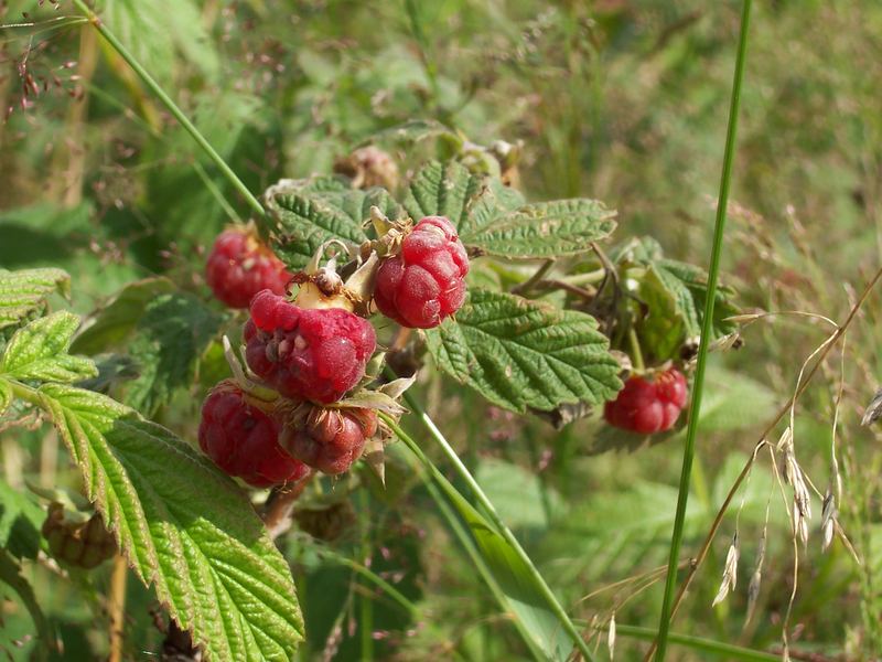 lecker...Himbeeren ;)