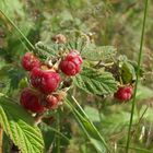 lecker...Himbeeren ;)