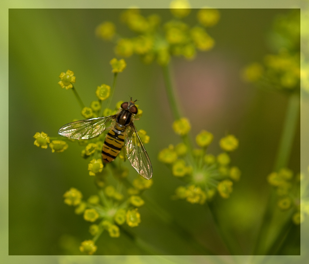 Leckerland für Schwebfliegen